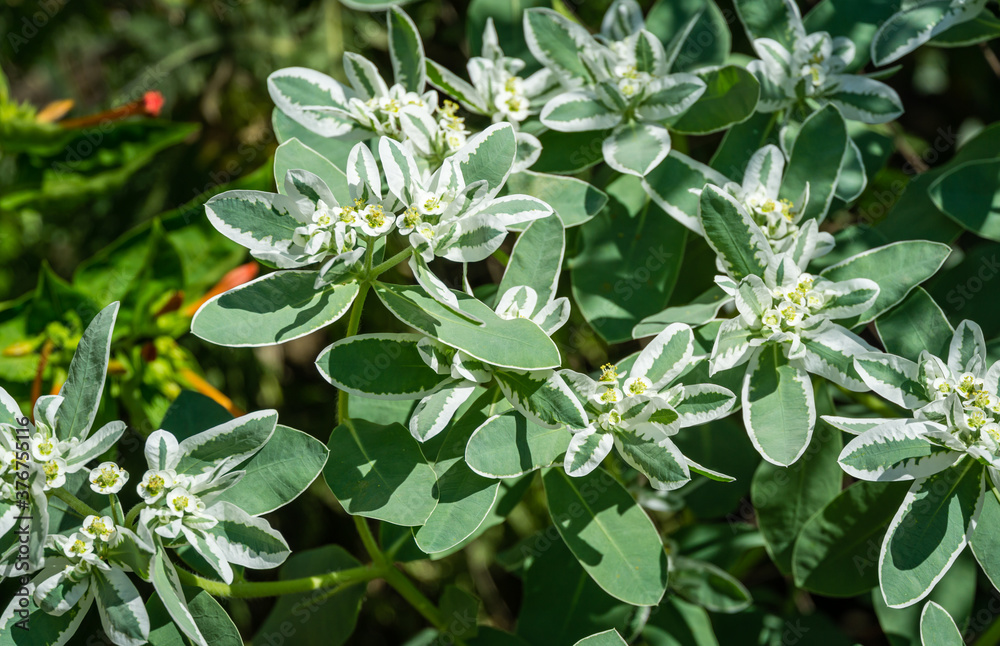 Obraz premium Euphorbia marginata with green and white leaves. Euphorbia commonly known as snow-on-the-mountain, smoke-on-the-prairie, variegated spurge, or white margined spurge.