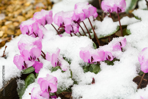 Snow covered cyclamen coum plants, UK photo