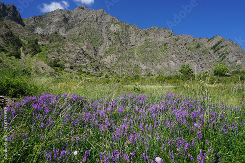 wild purple flowers in the mountains of the Alps, France
