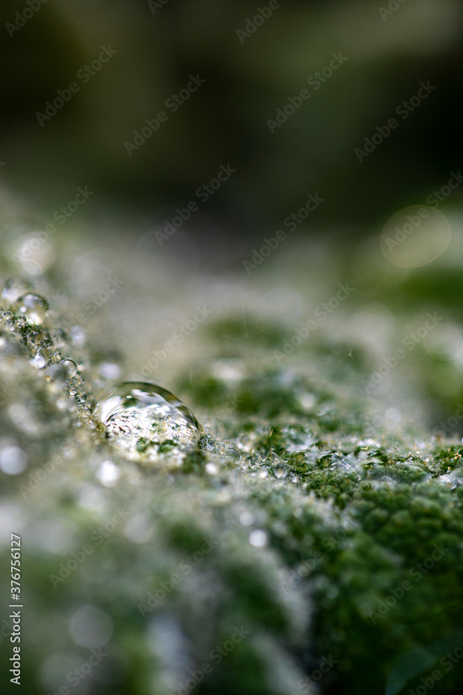 Close Up von Pflanzenteilen mit Tautropfen Close Up von Pflanzenteilen mit Tautropfen