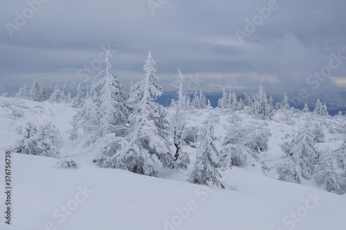 Beautiful winter mountain views during a snowshoe hike along the red ridge trail towards Velka Chochula Peak in the Low Tatras, Slovakia - frozen trees by the trail