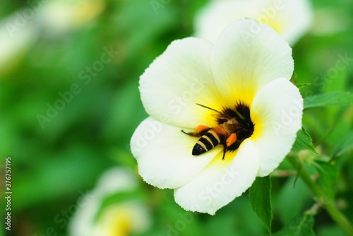 a flying bee perching on a white flower