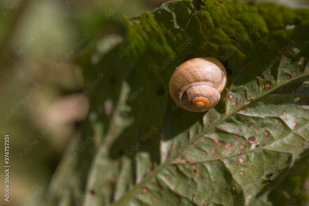 brown snail on a green leaf in close-up in a meadow brown snail on a green leaf in close-up in a meadow