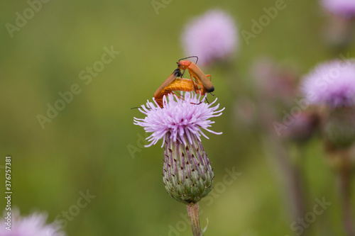 insect on a purple flower on a warm summer day in the meadow © Joanna Redesiuk