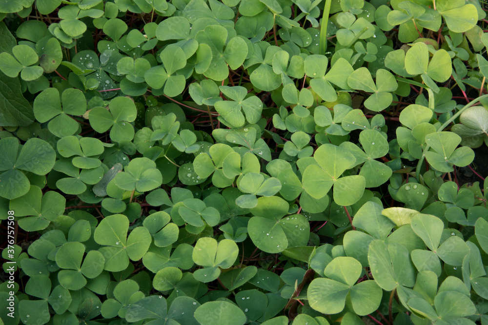 Natural texture and pattern. Closeup view of Trifolium repens, also known as White Clover, beautiful green leaves, growing in the garden. Natural texture and pattern. Closeup view of Trifolium repens, also known as White Clover, beautiful green leaves, growing in the garden.
