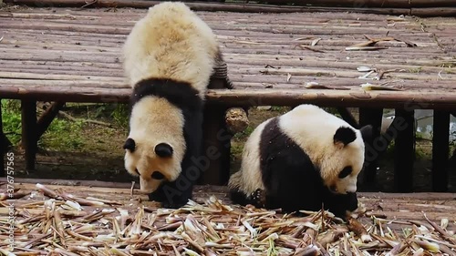 Giant Panda eating bamboo sitting down on wooden platform. The second panda moves slowly towards food. China photo