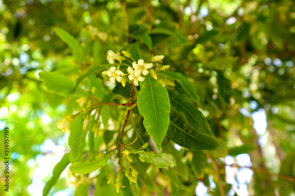 Obraz premium green leaves on a tree
