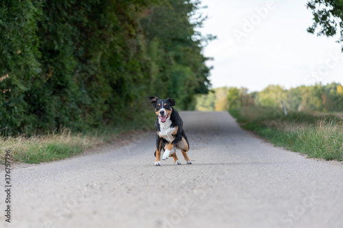appenzeller dog running very fast through the countryside © Vince Scherer 
