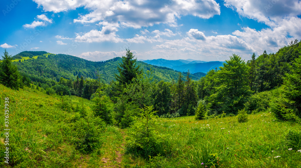 Panorama of the Carpathian Mountains, with flowering summer meadows, blue mountains and white clouds in the sky.