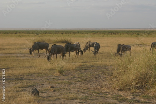 Kenya Bay Beach