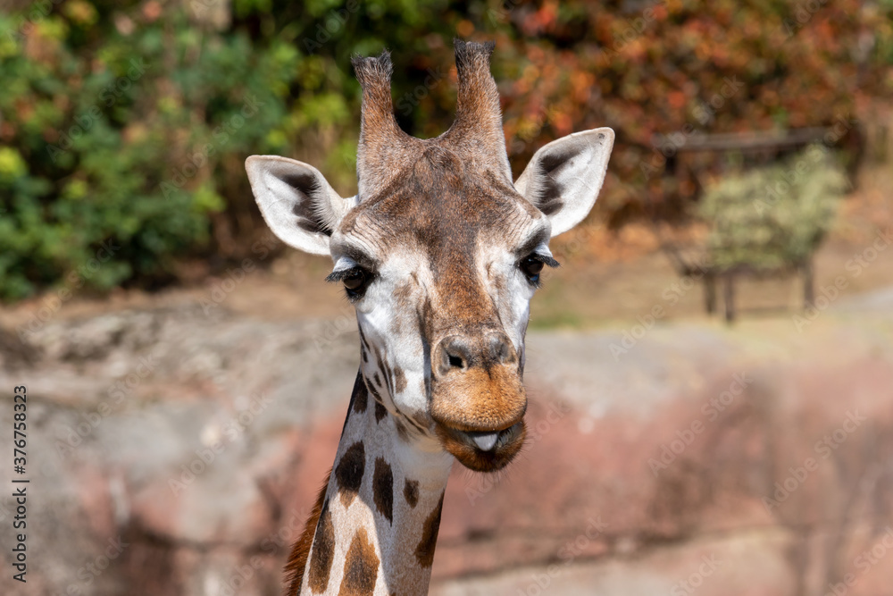 Fototapeta premium Giraffe