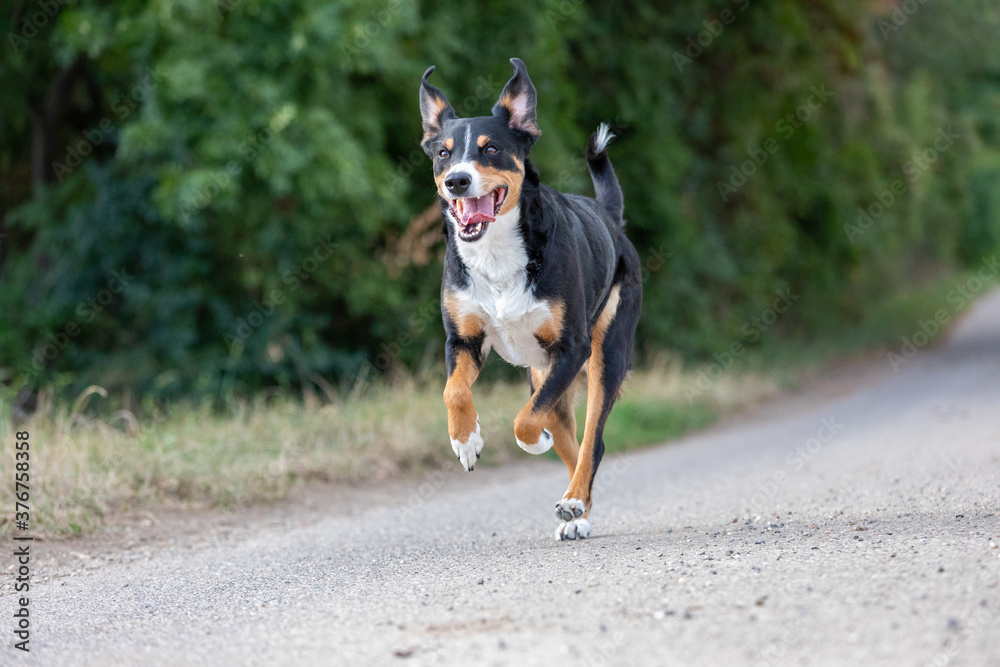 happy dog is running with flappy ears, Appenzeller Sennenhund happy dog is running with flappy ears, Appenzeller Sennenhund