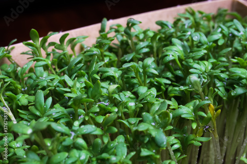 Macro closeup of paper box with fresh cress leaves
