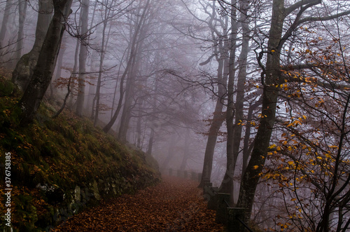 Cuadro en lienzo paesaggio autunnale con la nebbia