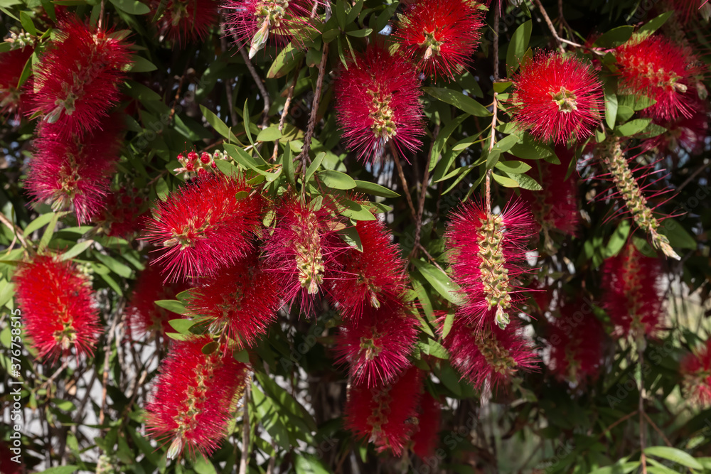 The plant (Crimson bottlebrush) with red flowers grows close-up The plant (Crimson bottlebrush) with red flowers grows close-up