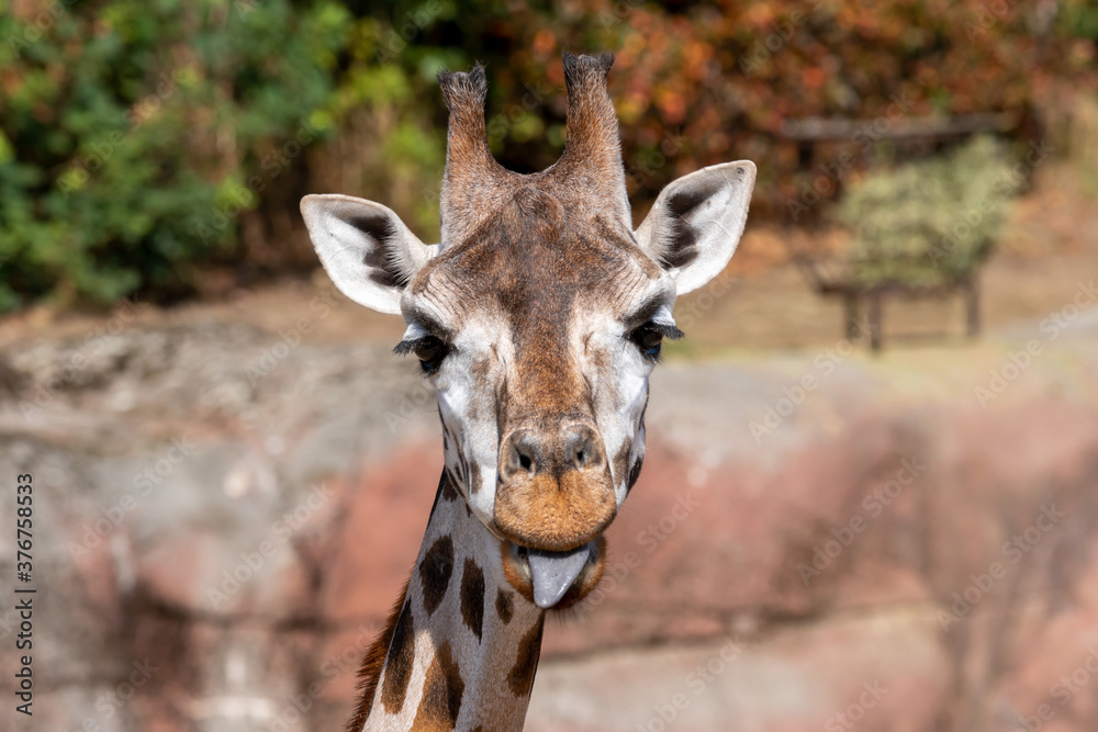 Obraz premium Giraffe