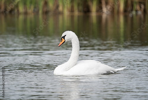 Single white elegant swan with orange beak swimming in water of a pond in a day light at the beginning of autumn. Horizontal orientation image