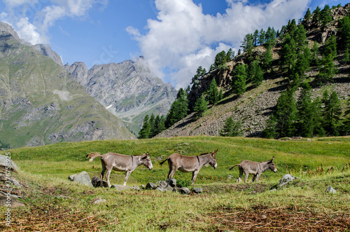 asinelli in montagna photo
