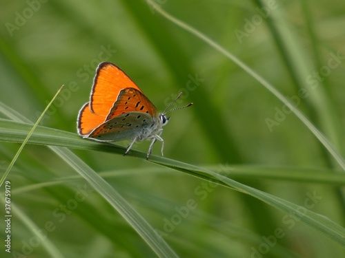 Large copper butterfly (Lycaena dispar) - intense orange butterfly in the green grass, Gdansk, Poland