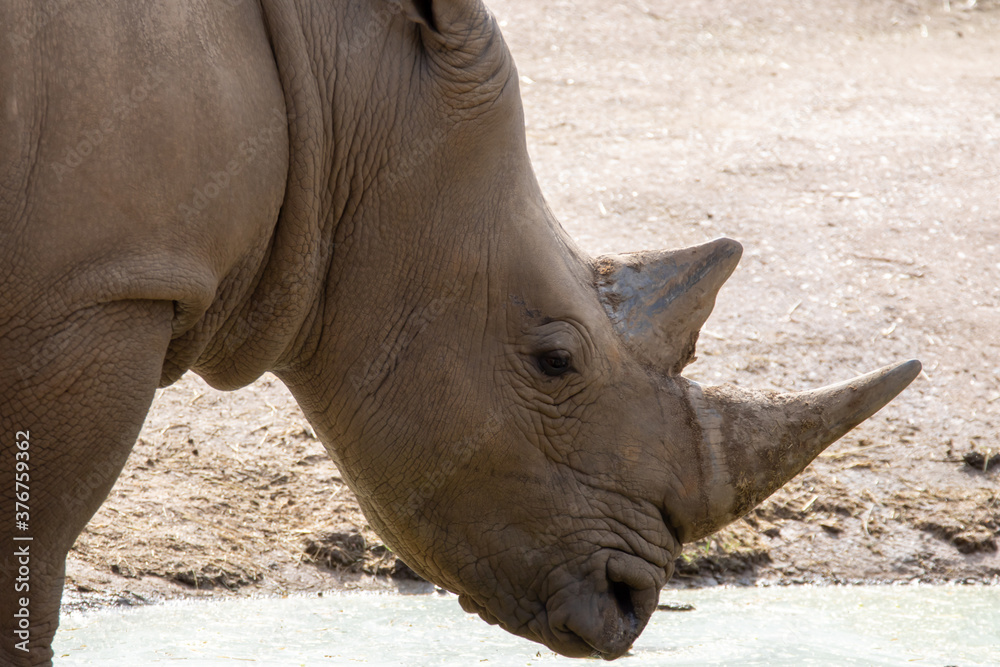 Obraz premium Nashorn