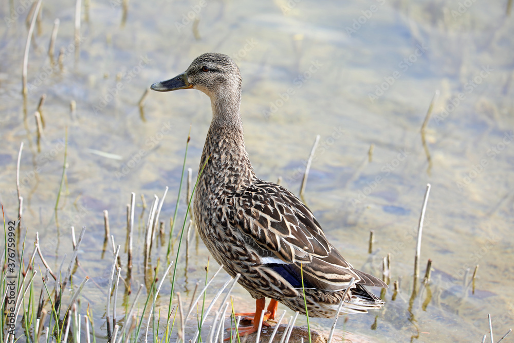 female duck on stone outside of the water female duck on stone outside of the water