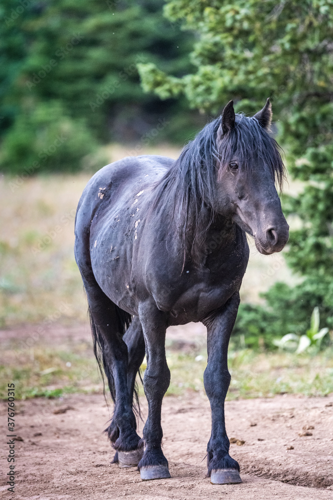 Fototapeta premium Stallion wild mustang