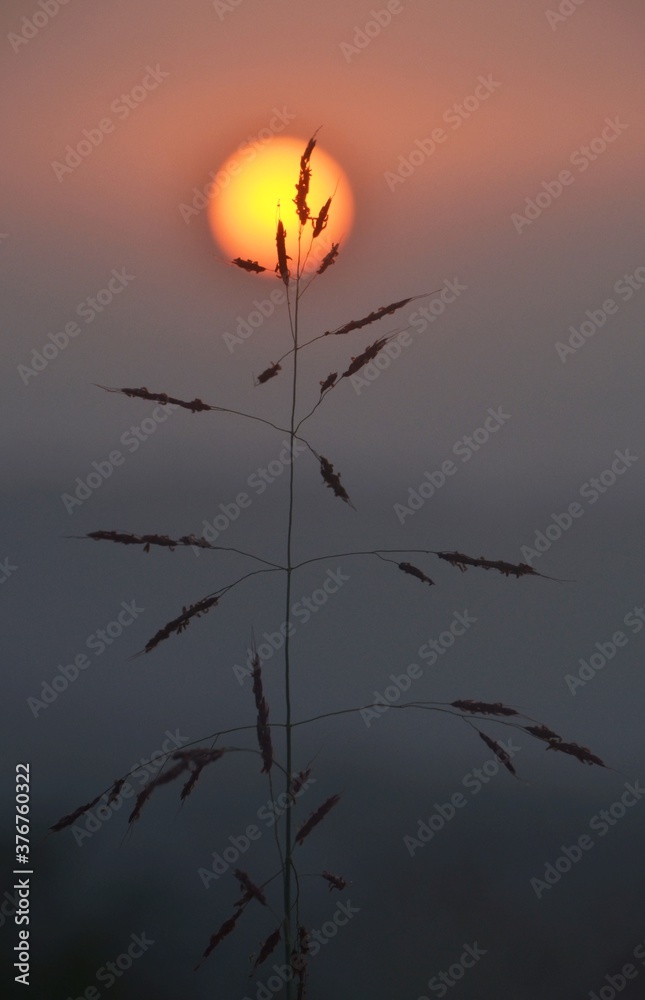sunset with plant sunset with plant