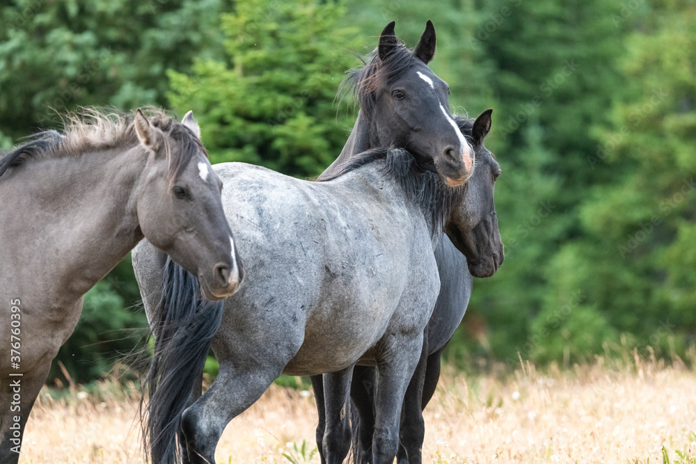 Wild Grey Mustangs Wild Grey Mustangs