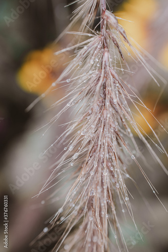 decorative grass flower in the garden with water droplets