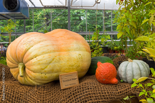  Pumpkin of the Big Max variety .