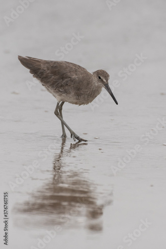 Instincts take over for marine Willet bird searching the wet sand for evidence of a potential submerged meal. © motionshooter