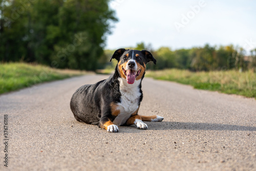Fototapeta Naklejka Na Ścianę i Meble -  adorable appenzeller mountain dog posing outdoors in summer