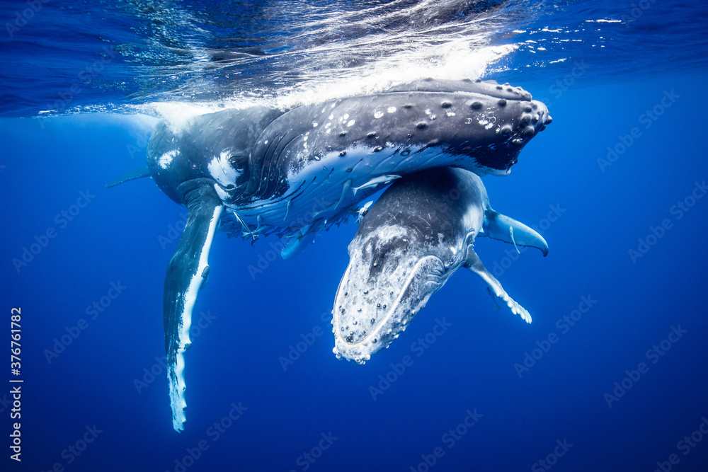 Humpback whale with calf swimming underwater