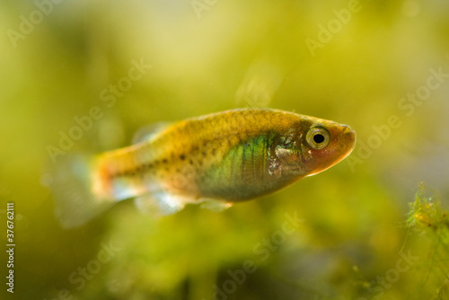 Close up of killifish underwater photo