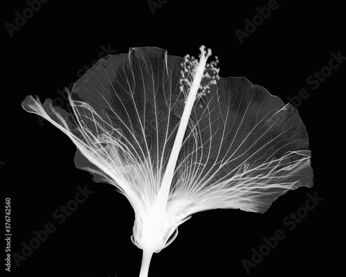 Inverted image of hibiscus flower photo