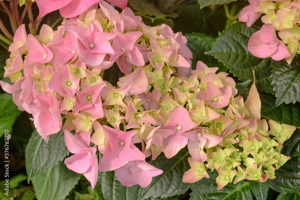 Floral background of pink hydrangea flowers close up.