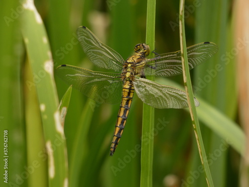 Black-tailed skimmer - female  Orthetrum cancellatum  - large yellow dragonfly on the blade of reed  Gdansk  Poland