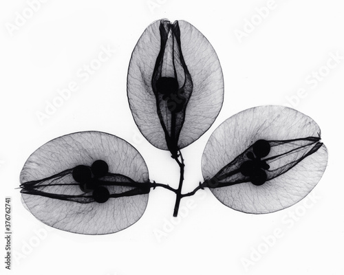 X-ray image of golden raintree flowers photo