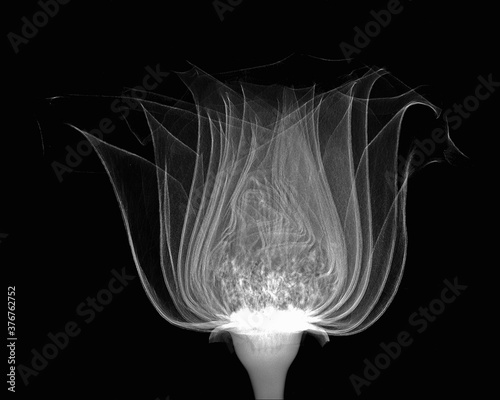 Inverted image of rose photo