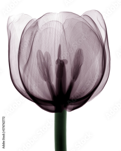 X-ray image of tulip flower