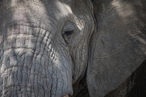 Close up of elephant?s wrinkly face