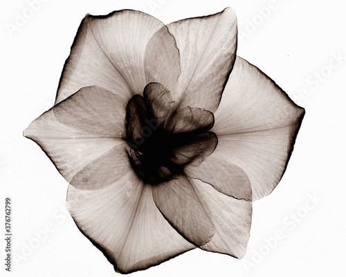 X-ray image of Japanese iris flower photo