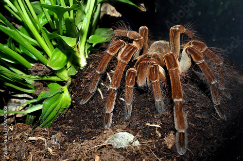 a large brown color with villi of the genus theraphosa stirmi sits on the ground next to a green plant in a terrarium . large spider