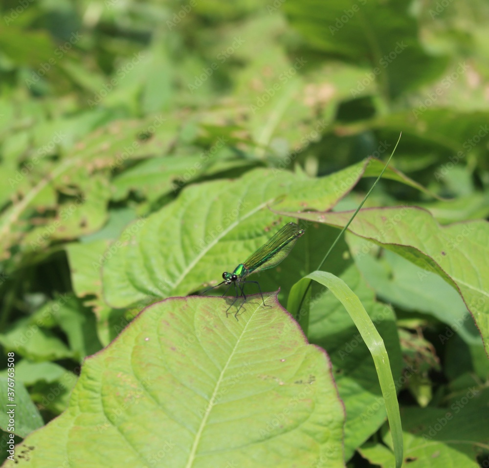 dragonfly on a leaf dragonfly on a leaf