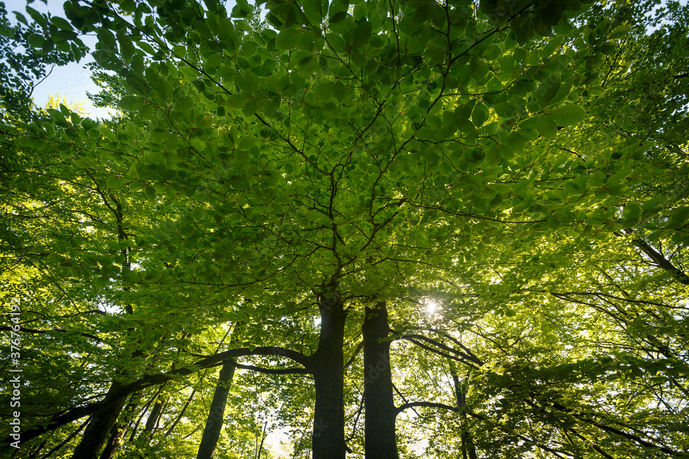 Canopy of woodland trees, Pecina Megara near Tarcin, Bosnia and Herzegovina Canopy of woodland trees, Pecina Megara near Tarcin, Bosnia and Herzegovina