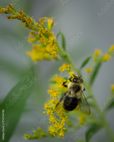 Bee on goldenrod © Ilana