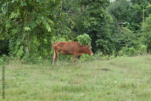 cow in a field © Hill Ghosh