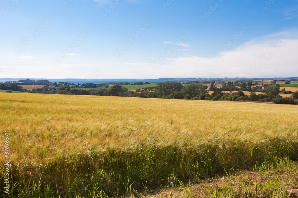 Field of barley and landscape in Brittany