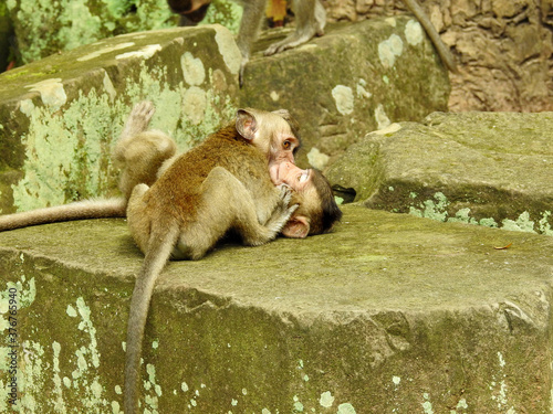 Playful Monkeys photo