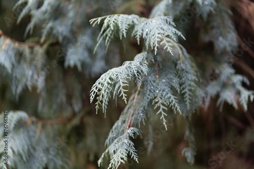 Branches of a Kashmir cypress, Cupressus cashmeriana photo